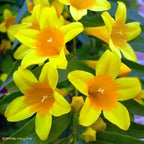 Carolina Jasmine Plant, Live Evergreen Vine, Fragrant Yellow Blooms, Fast Growing Climber for Trellis, Fences, or Arbors - Gelsemium sempervirens - 2 Bags