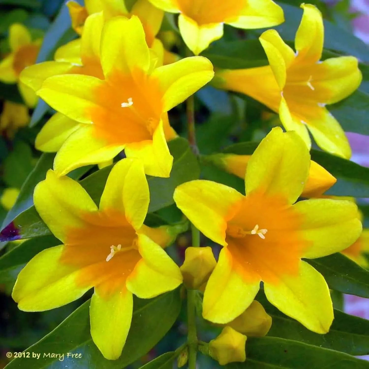 Carolina Jasmine Plant, Live Evergreen Vine, Fragrant Yellow Blooms, Fast Growing Climber for Trellis, Fences, or Arbors - Gelsemium sempervirens - 2 Bags
