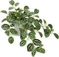 Fake Hanging Plants, 20 Inch Artificial Ivy Plant in Ceramic Pot Faux Watermelon Peperomia Trailing Vine Plant Potted for Home Bedroom Office Table Shef Desk Indoor Outdoor Decor Green