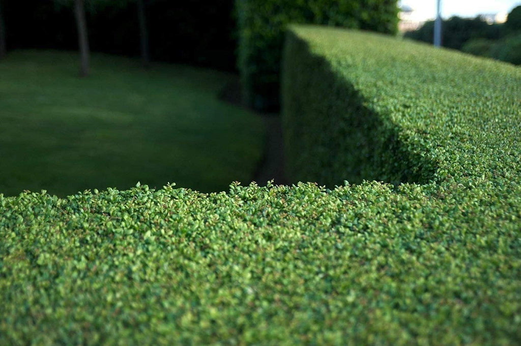 Dwarf Yaupon Holly | 3 Live Gallon Size Plants | Ilex Schilling Stokes Vomitoria | Evergreen Drought Tolerant Low Maintenance Hedge Shrub