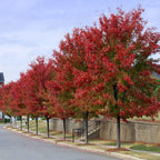 Brighter Blooms - Autumn Blaze Red Maple Tree, 4-5 ft. - No Shipping to AZ