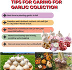 1 Pound Garlic for Planting in Fall Hardneck Softneck, 8-10 Top Size Garlic Bulbs for Planting, Fresh and High Yield Bulb Variety Pack, Hardy and Fast Growing (Random Mix)