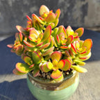 Sprout N Green Dwarf Jade - Crassula Ovata Crosby's Compact, Rare Cute Succulent Plant Fully Rooted in 2" Pot