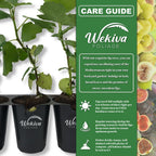 Olympian Fig Tree - 4 Live Starter Plants - Ficus Carica - Edible Fruit Tree for The Patio and Garden