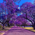 Jacaranda Tree Live Plant, 4 Inch Pot, 6-10 Inch Tall Purple Flowers, Perennial Jacaranda Tree Live Potted