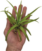 ragnaroc Air Plants - Tillandsia Capitata (Peach), Large 5-7” - 1 ct - Live Arrival Guaranteed - House Plants for Home Decor & Gift