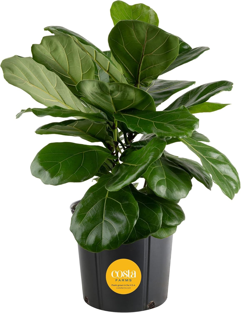 Costa Farms Fiddle Leaf Fig, Live Indoor Floor Plant, Ficus Lyrata Tropical Houseplant Potted in Potting Soil with Grow Pot, Gardening, New Home Gift, Room Décor, 1-2 Feet Tall