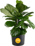 Costa Farms Fiddle Leaf Fig, Live Indoor Floor Plant, Ficus Lyrata Tropical Houseplant Potted in Potting Soil with Grow Pot, Gardening, New Home Gift, Room Décor, 1-2 Feet Tall