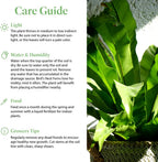 American Plant Exchange Bird’s Nest Fern – 6-Inch Pot – Live Easy Care Indoor Houseplant, Air-Purifying, Pet-Friendly Tropical Plant for Bathrooms, Bedrooms & Home or Office Décor