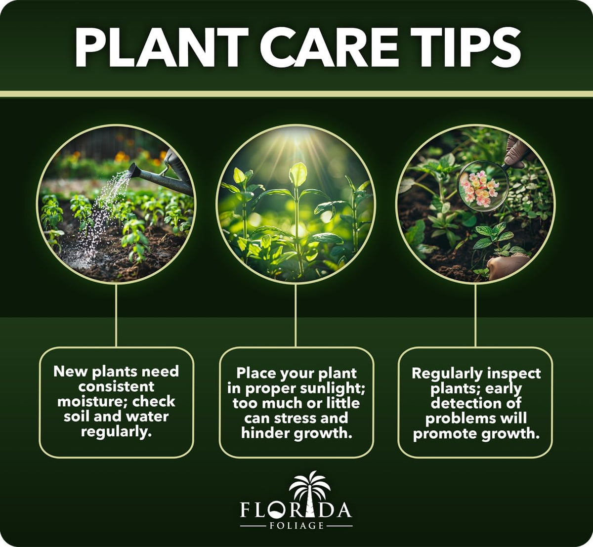 Ligustrum Curled Leaf Privet | 10 Live Plants | Ligustrum Japonicum 'Recurvifolium' | Ornamental Shrub | Privacy Hedge Plants