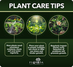 Variegated Asiatic Jasmine | 1 Live 4 Inch Plant | Trachelospermum Asiaticum | Fast Growing Ground Cover, Evergreen Foliage, Low Maintenance Vine, Landscaping Shrub, Drought Tolerant Plant