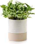 Nihow Self Watering Plant Pot: 6 Inch Ceramic Planter with Drainage Hole & Water Storage Plus for Indoor & Outdoor Plants - Cylinder Round Flower Pot for Succulent/Herbs/Violets - Cream White & Brown