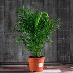 Seeds Parlor Palm Neanthe Bella Palm Chamaedorea Rare Perennial Tree