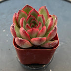 Sprout N Green Echeveria Puli-lindsayana, 1 Live Mini Succulent Plant Fully Rooted in 2 inch Starter Pot, Real House Plant for Indoor Outdoor Home Office Wedding Decoration Party Favor