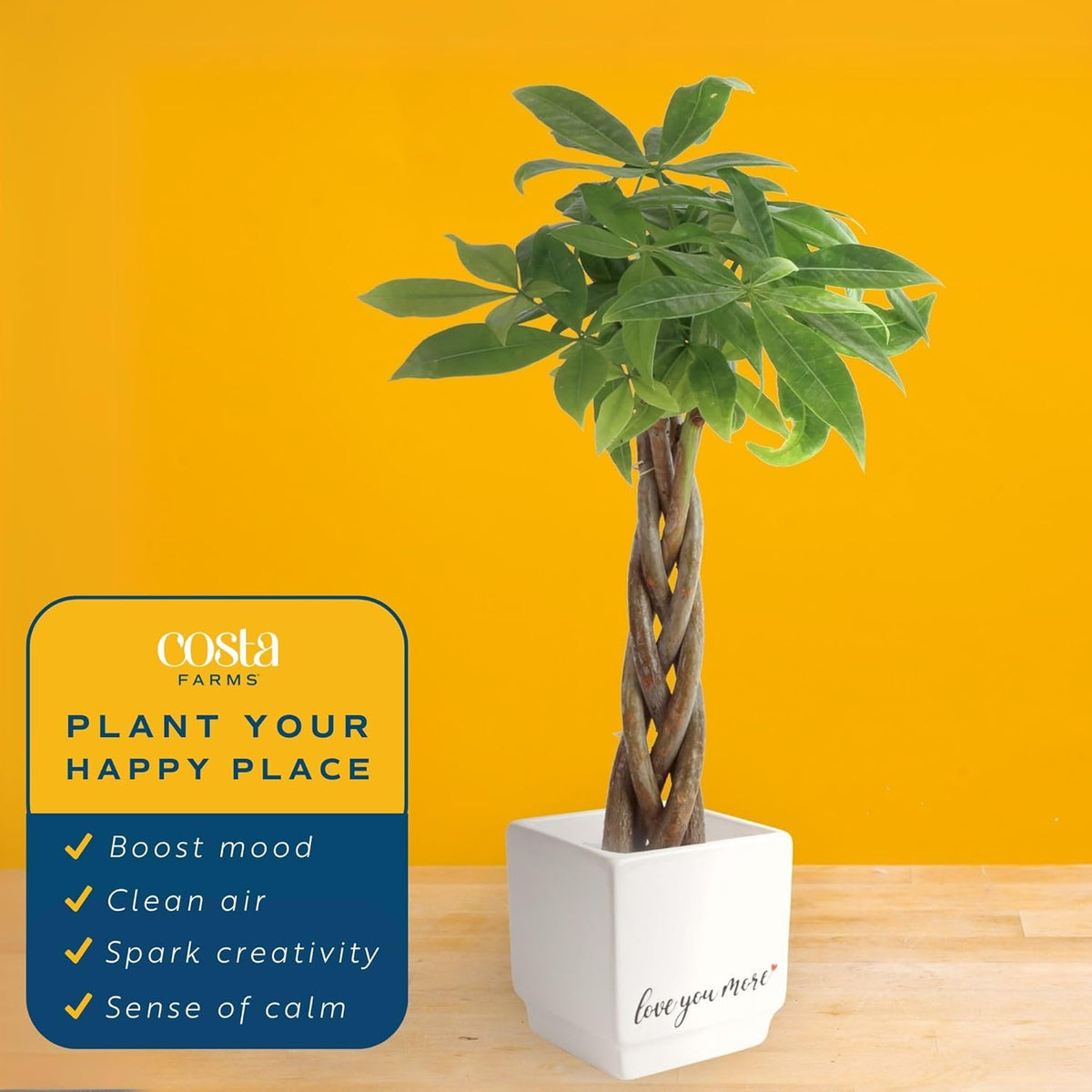 Costa Farms Money Tree Live Plant in Decorative Pot, Air Purifying Indoor Houseplant, Perfect for Home, Room, or Office Decor, Great House Warming or Birthday Gift, 8-10 Inches Tall
