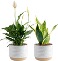 Costa Farms Live Indoor Plant Bundle in Decorative Pots, Easy to Maintain, Air Purifying Indoor Houseplants, Assorted Varieties, Room or Office Decor, House Warming Gift, 8-12 Inches Tall, Pack of 2