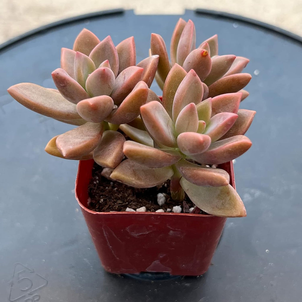 Sprout N Green Graptopetalum paraguayense cv.Bronze, Rare Live Succulent Fully Rooted in 2 inch Starter Pot, House Plant for Indoor Outdoor Home Office Wedding Decoration Party Favor