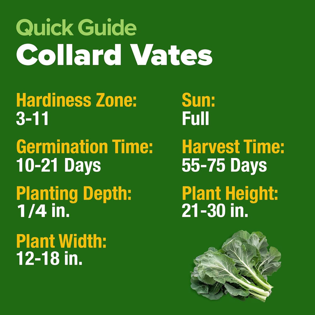 HOME GROWN Collard Green Seeds - 2 Pack - 600 Seeds for Fall Planting - High Germination 𝗡𝗢𝗡-𝗚𝗠𝗢 𝗨𝗦𝗔-𝗦𝗢𝗨𝗥𝗖𝗘𝗗 Heirloom Vegetable Seeds,Vates Collard Greens Seed Pack(Brassica oleracea)