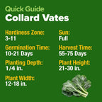HOME GROWN 𝗨𝗦𝗔 𝗣𝗥𝗘𝗠𝗜𝗨𝗠 Collard Green Seeds - 300 Seeds for Fall Planting - High Germination 𝗡𝗢𝗡-𝗚𝗠𝗢 Heirloom Vegetable Seeds, Vates Collard Greens Seed Pack (Brassica oleracea)