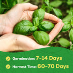 Genovese Basil Seeds for Planting - 500 Heirloom, Non-GMO Seeds - Sweet Basil Herb Seeds for Home Herb Garden, Indoor & Outdoor Herb Gardening