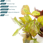 SubstrateSource Live Aquarium Stem Plants - Freshwater Aquatic Plant for Fish Tanks, Aquascaping - (Alternanthera Red Broad Leaf, 1 Bunch)