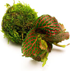 SubstrateSource Live Planted Decor - Nerve Plant (Fittonia albivenis) on Clay Moss Ball - Low to Medium Light, Dark Green Leaves with Red Veins Terrarium Plant, Emersed or Paludarium Placement, 1 Pack