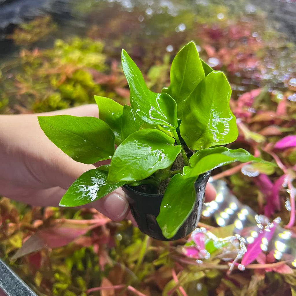 SubstrateSource Anubias Live Aquarium Plants - Potted Freshwater Plant for Fish Tanks, Terrariums - Beginner Friendly Low Light (Nana Golden, 5 Pots)