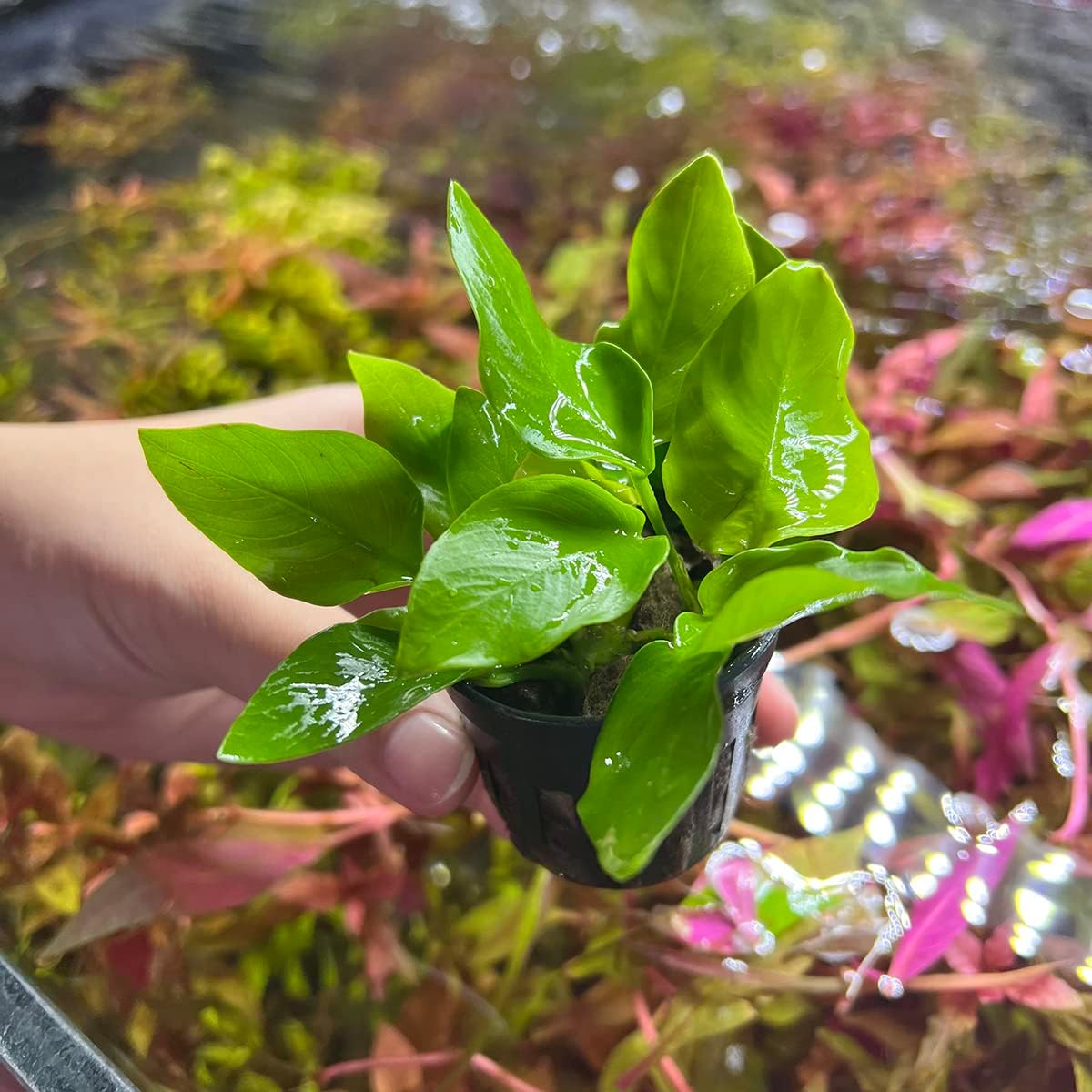 SubstrateSource Anubias Live Aquarium Plants - Potted Freshwater Plant for Fish Tanks, Terrariums - Beginner Friendly Low Light (Nana Golden, 5 Pots)