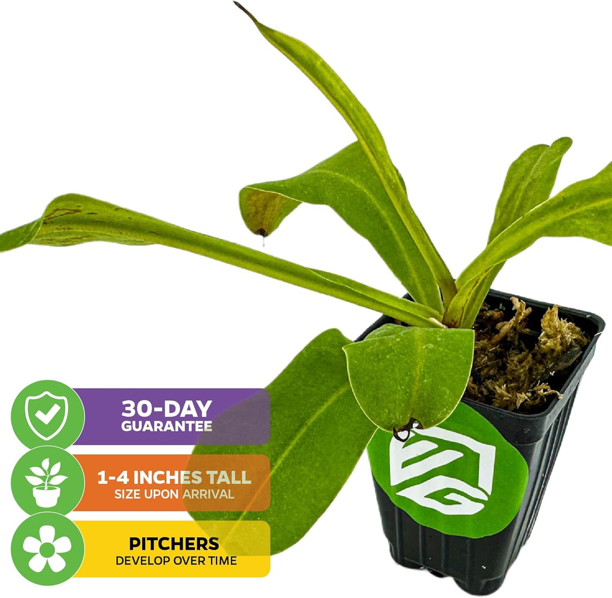 Alata Pitcher Plant - Nepenthes Live Carnivorous Plant by Wellspring Gardens - Easy to Grow Starter Bulbs Great for Nature Lovers & Gardeners - Outdoor & Indoor Aquatic Planting