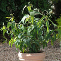 Park Seed Grow Your Own Eucalyptus Seeds Plant, Perfect for Indoor Growing and Spring Garden, Lemon Bush, Pack of 15
