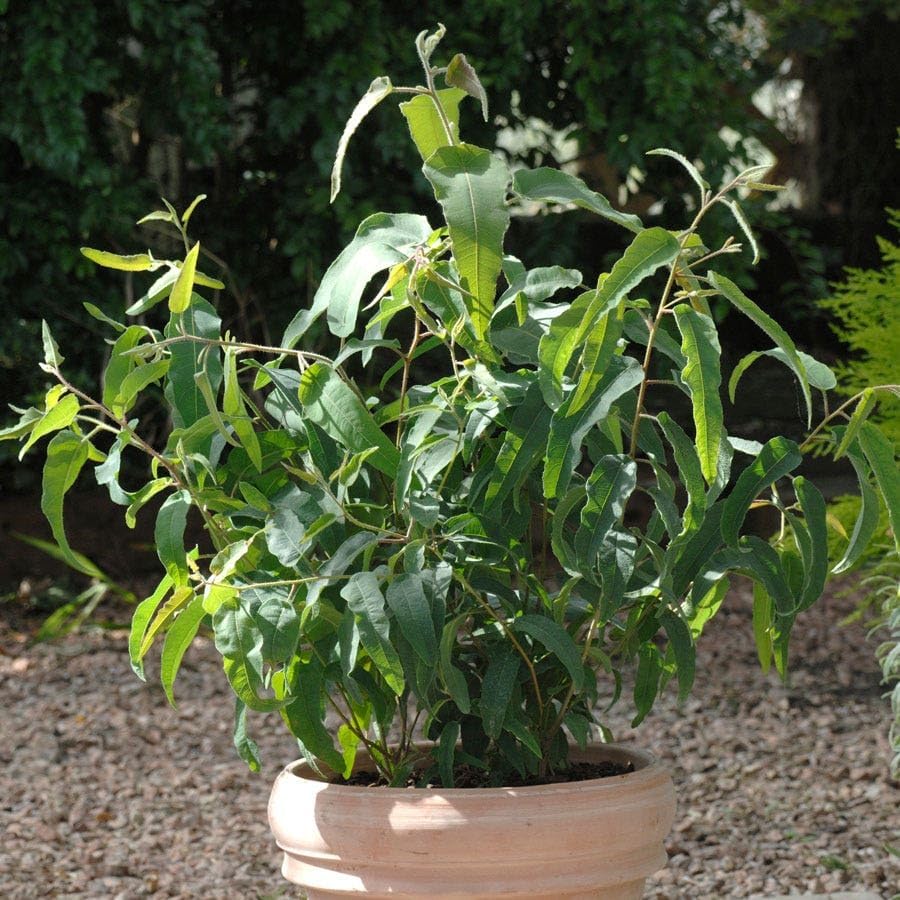 Park Seed Grow Your Own Eucalyptus Seeds Plant, Perfect for Indoor Growing and Spring Garden, Lemon Bush, Pack of 15