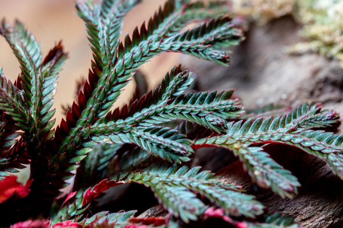 SubstrateSource Live Terrarium Plants - Spikey Moss for Terrariums, Paludariums - Easy, Beginner Friendly (Selaginella Erythropus Ruby Red Club Moss, (3 Pots))
