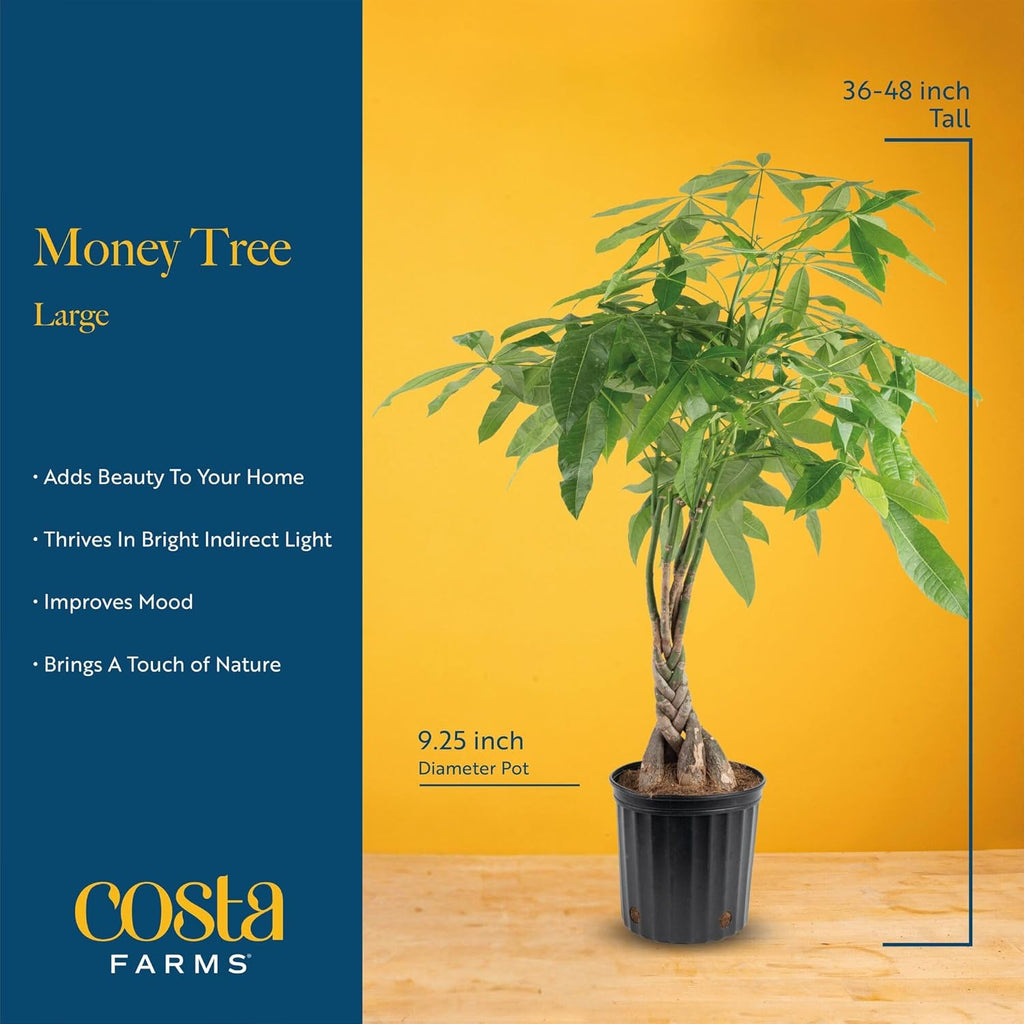 Costa Farms Money Tree Live Plant, Easy to Grow Houseplant Potted in Indoor Garden Pot, Pachira Bonsai in Potting Soil, Gift for Birthday, Housewarming, Thank You, Office and Home Decor, 3-4 Feet Tall
