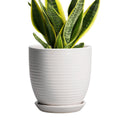 EPFamily Ceramic Pots for Plants - 6 Inch Plant Pot with Drainage Hole and Saucer, Round Planters for Indoor Outdoor, Flower Pots, Modern Planter, Home Office Room Decor, Gifts for Plant Lovers, White