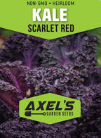 Scarlet Red Kale Seeds for Planting – Plant & Grow Heirloom Scarlet Red Kale in Home Outdoor Vegetable Garden, Brassica oleracea – 3 Packets