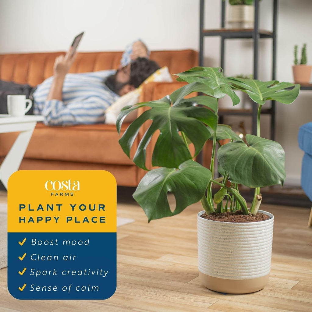 Costa Farms Monstera, Swiss Cheese Plant Live Plants in Decorative Pot,Large Indoor Houseplant, Perfect for Home, Room, or Office Decor, Great House Warming or Birthday Gift, 2-3 Feet Tall, Pack of 2