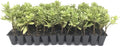 Variegated Pittosporum | 40 Live Plants | Pittosporum Tobria Variegatum | Evergreen Border Accent Hedge Shrub