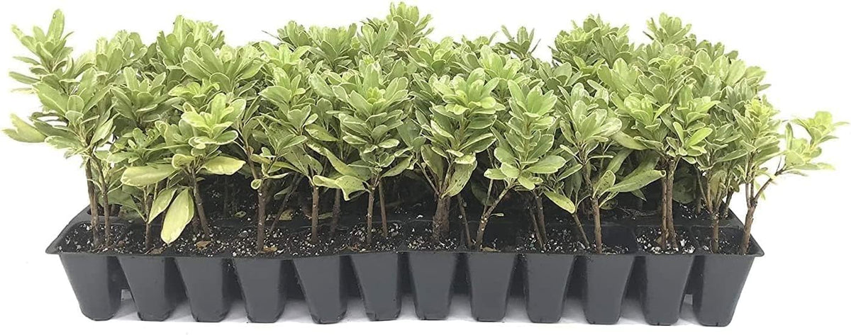 Variegated Pittosporum | 10 Live Plants | Pittosporum Tobria Variegatum | Evergreen Border Accent Hedge Shrub