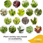 Costa Farms Live Indoor Plant Bundle in Plastic Pots, Easy to Maintain, Air Purifying Houseplants, Assorted Varieties, Room or Home Decor, House Warming Gift, 8-12 Inches Tall, Pack of 6