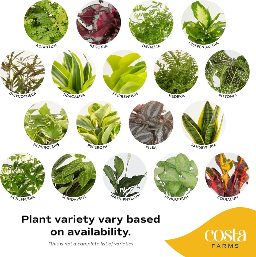Costa Farms Live Indoor Plant Bundle in Decorative Pots, Easy to Maintain, Air Purifying Indoor Houseplants, Assorted Varieties, Room or Office Decor, House Warming Gift, 8-12 Inches Tall, Pack of 2