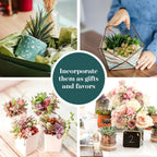 Shop Succulents Unique Succulent Plant Pack Collection - Live Mini Succulent Plants, Low Maintenance, Exceptional Colors & Textures - Wedding and Party Favors, Gift & Garden, Pack of 20