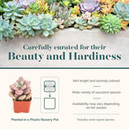 Shop Succulents Pastel Succulent Plant Pack Bulk Collection - Live Mini Succulent Plants, Low Maintenance, Bright & Serene Colors & Textures - Wedding and Party Favors, Gift & Garden, Pack of 100