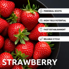 BigBloom Strawberry Plants - Grow Giant Strawberries - Bare Root Plants (10 Plants)