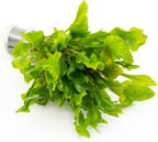 SubstrateSource Live Aquarium Stem Plants - Freshwater Aquatic Plant for Fish Tanks, Aquascaping - (Ammania Senegalensis, 1 Bunch)
