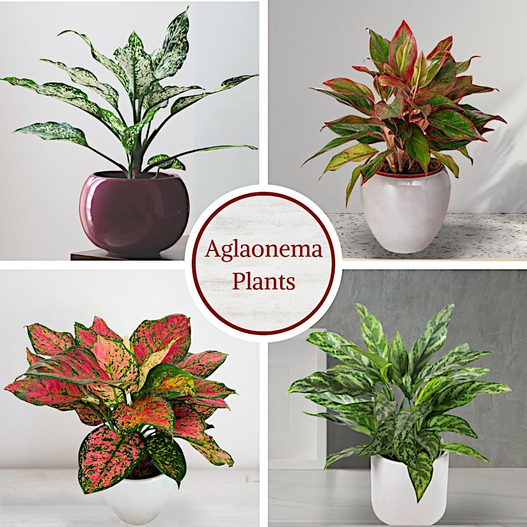 Aglaonema Live Plant Collection (4-Pack) - Chinese Evergreen Plants in 2-Inch Pots | Easy-Care Indoor Houseplants | Perfect for Low Light, Office Decor, and Air Purification