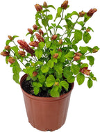 Shrimp Plants (Bush)