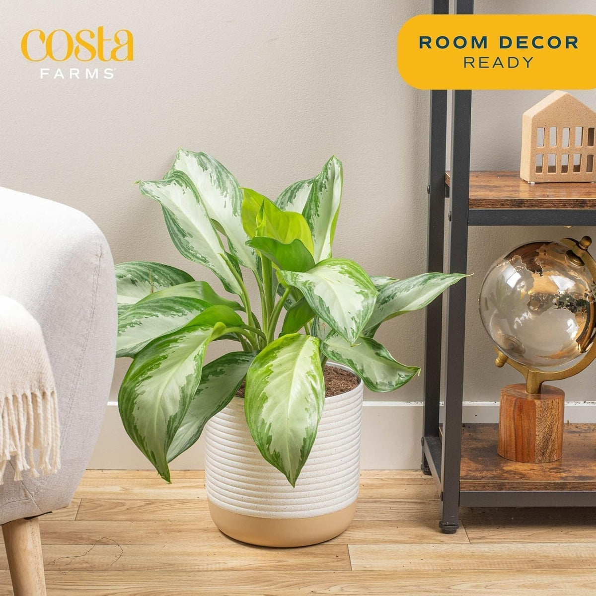 Costa Farms Chinese Evergreen, Aglaonema Easy To Grow Live Indoor Plant in Premium Décor Planter Pot, Houseplant in Potting Soil Mix, Housewarming, Unique Home Décor or Room Decor, 2-3 Feet Tall