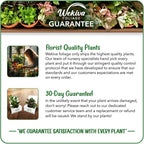 Rose Bush Variety Pack - 3 Live Starter Plants in 2 Inch Pots - Grower's Choice One Each of Multiple Rose Varieties - Beautiful Fragrant Roses from Florida