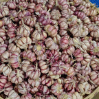 1 Pound Garlic for Planting in Fall Hardneck, 8-10 Large Garlic Bulbs for Planting, Fresh and High Yield Bulb Variety Pack, Hardy and Fast Growing