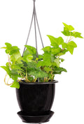 Thorsen's Greenhouse Green English Ivy Plant, Hedera Helix, Trailing Plant, Live Indoor Plant, 4" Diameter Pot, Black Hanging Pot